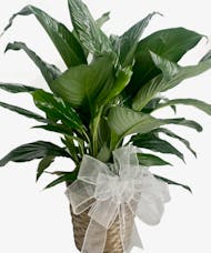 Peace Lily