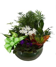 European Dish Garden